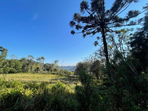 Araucárias