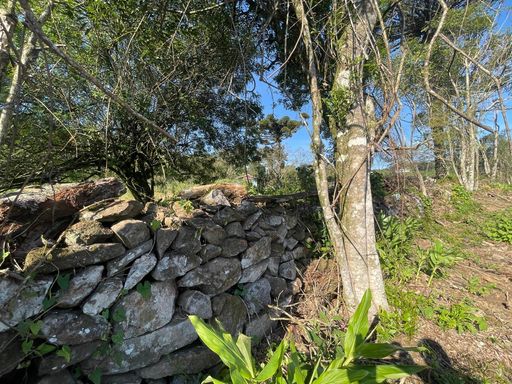 Muro de taipa Antigo