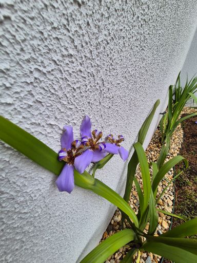 Detalhe do paisagismo