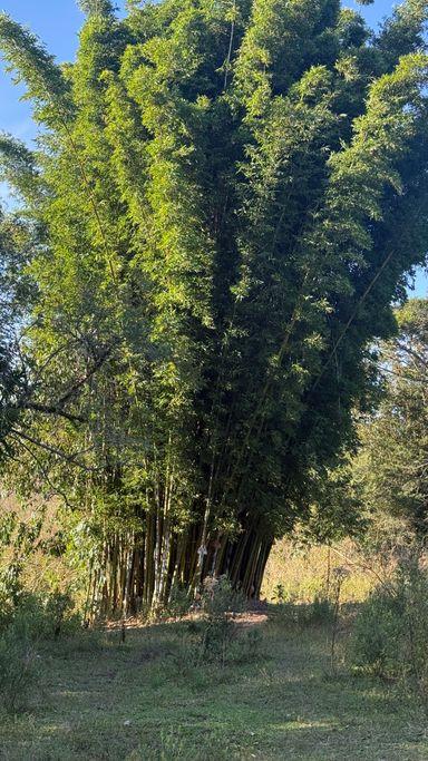 bambu gigante