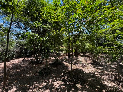 Pomar da casa à venda no condomínio Monte Belo, em Salto-SP