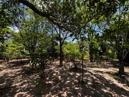 Pomar da casa à venda no condomínio Monte Belo, em Salto-SP