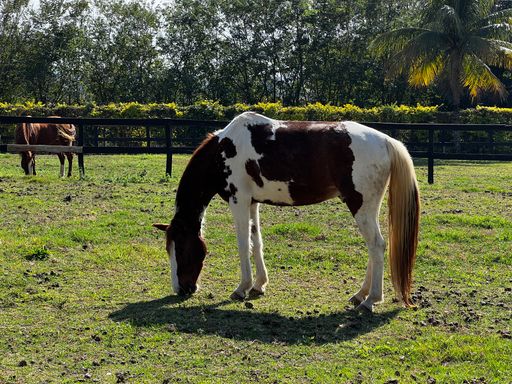 Cavalo Haras à venda no Condomínio Santa Filomena, em Salto/SP