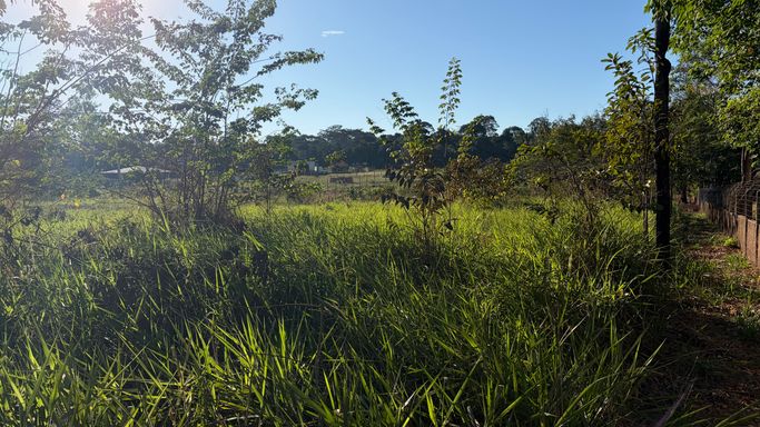 O centro do terreno se estende com vegetação nativa alta, abrindo visão para o quadrante dos fundos, onde há mais árvores e uma linha de horizonte bem arborizada.
