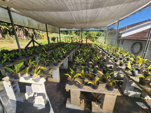 Orquidário