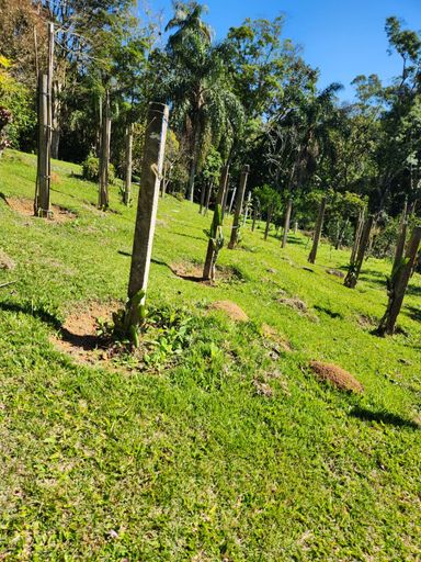 Belo pomar no imóvel