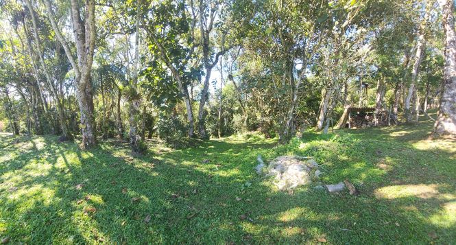 Bosque de entrada