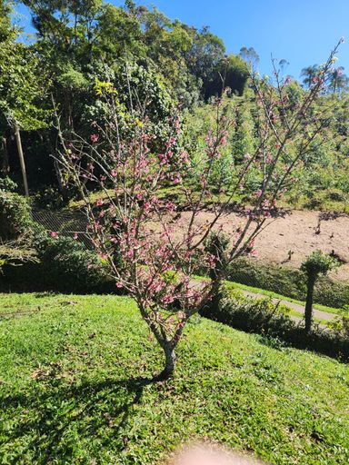 Jardim