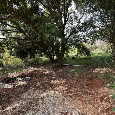 PLANTAÇÕES
