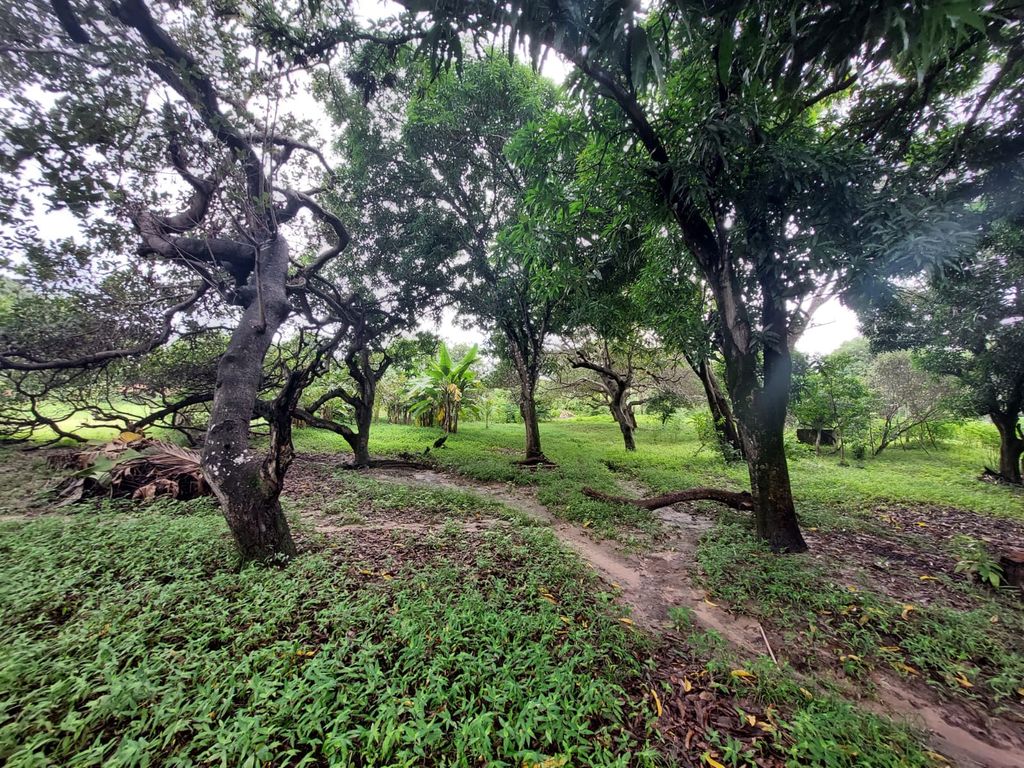 Sítio, 2 quartos, 139 hectares - Foto 18
