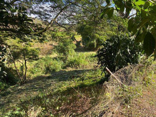 Area verde de fundos