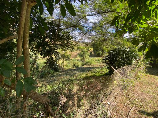Area verde de fundos