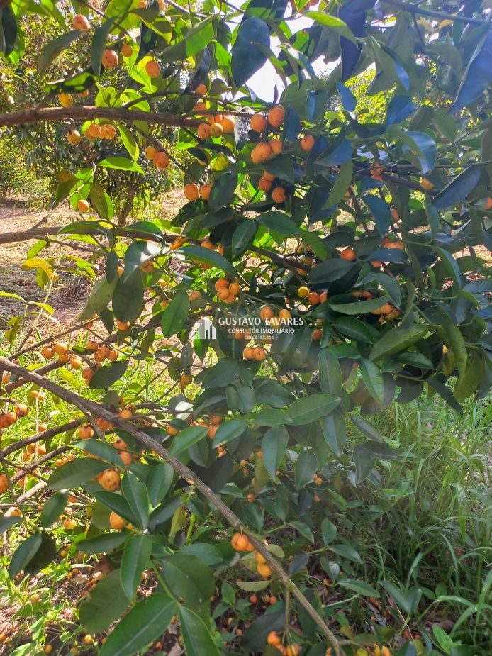 Sítio, 6 quartos, 3 hectares - Foto 70