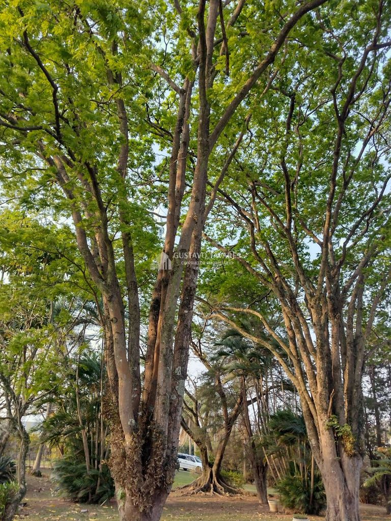 Terreno, 1 hectares - Foto 7