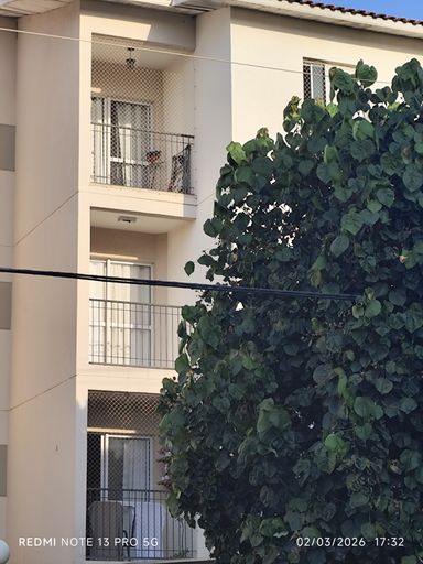 A árvore gentil que empresta sombra.