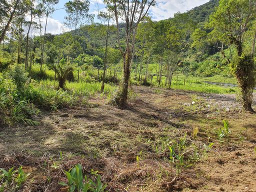 Terreno amplo, rodeado por árvores e com abundante ar livre.